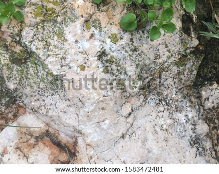 rocks and walls textures with plants