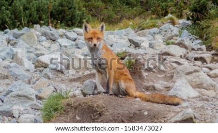 Beautiful picture of a fox