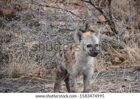 Young spotted hyena at Kruger national park