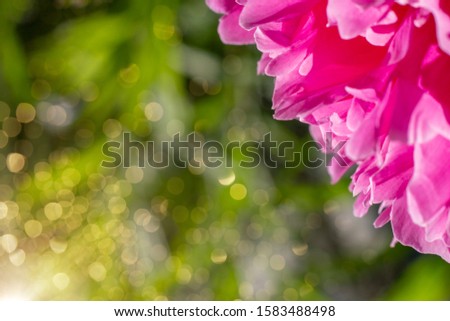 Beautiful floral spring abstract background of nature. Pink peonies flower macro with soft focus on gentle light green bokeh background. For easter and spring greeting cards with copy space
