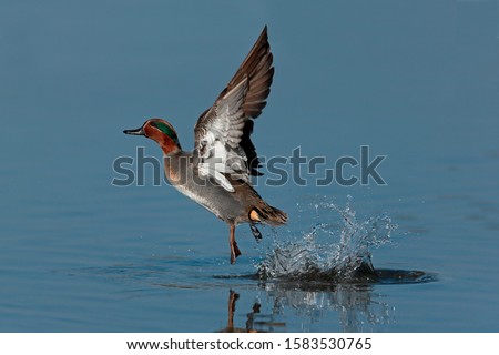 Teal male takes off on the water with splashes