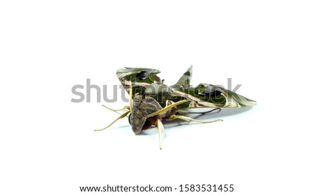 The green and pink camouflage-colored oleander hawk-moth or army green moth, Daphnis nerii, is isolated on white background. Hawkmoths resemble butterflies but have small very fast-beating wings.