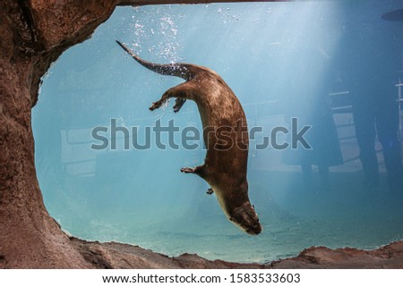 the otter was enjoying the photo shooting
