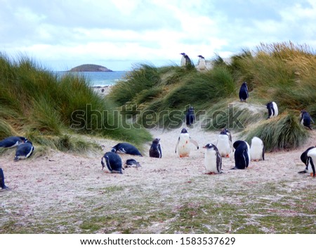 Falkland Island Penguins in natural beach setting