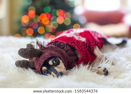 Cute dog wearing a reindeer costume.