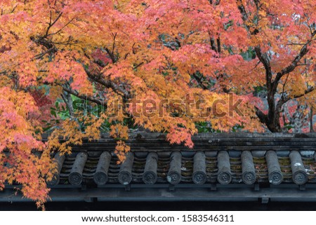 Maple tree on the top japanese roof