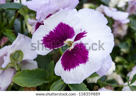 tricolor violet flower in park, macro