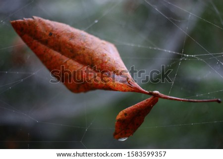 Dry leaf on cobweb with water drops in a forest