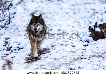 Grey wolf in the snowy  forest.