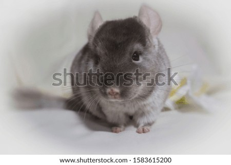 Fluffy chinchilla looking at the camera on white background