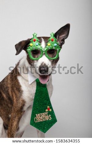 Funny podenco with Christmas tree glasses and green tie on white background. Christmas concept. Merry Christmas