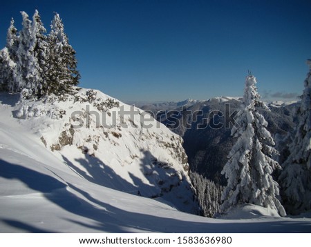 Beautiful Snow Covered Conifer Trees in sunny days, Poiana Brasov, Romania