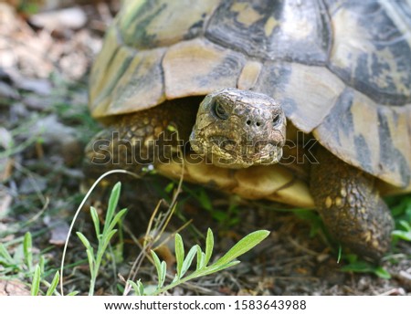 Forest turtle in a natural environment.