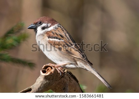 Tree Sparrow (Passer montanus), Untergroeningen, Baden-Wuerttemberg, Germany, Europe Royalty-Free Stock Photo #1583661481