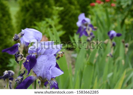 Colorful irises in the garden, perennial garden. Gardening. Bearded iris.  Group of purple irises in spring sunny day.