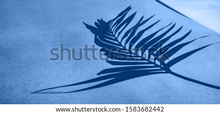 Classic blue Pantone 2020 year trend color shadow of palm branch on  background.
