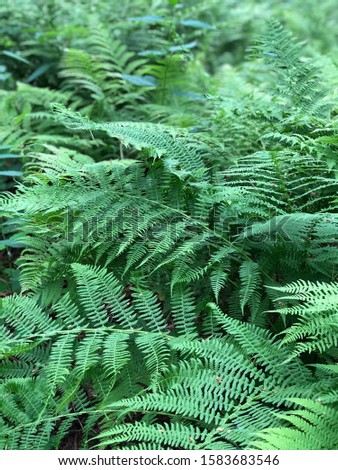 unique background of green fern. isolated background of green fern