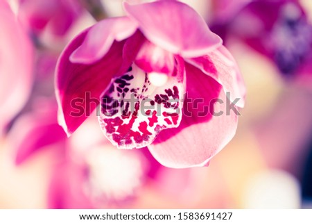 Orchid flower in greenhouse for postcard. Beautiful macro shot for backfrop or design. Phalaenopsis orchid.