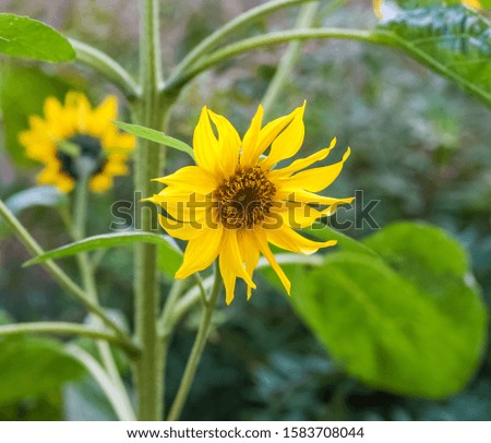 Yellow Sunflower flowers closeup in summer garden on green background