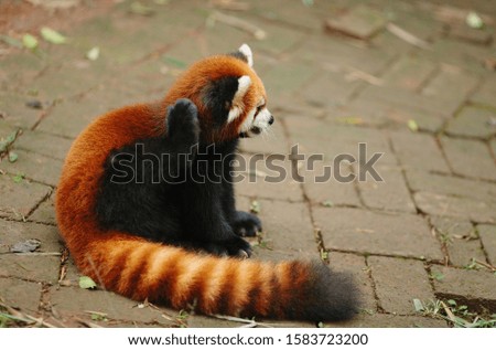 Asia, Chengdu, China - East Asia, Sichuan Province, Red Panda