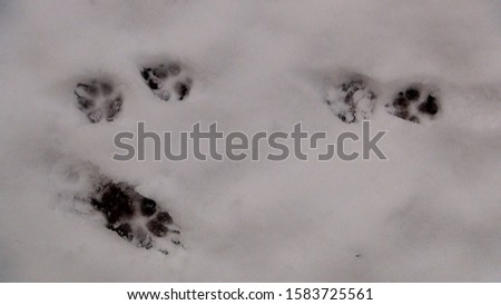 dog tracks in the snow in the daytime