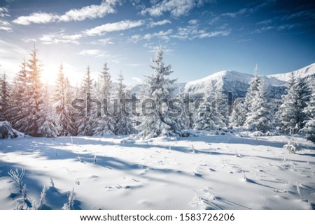 Attractive image of white spruces on a frosty day. Location place Carpathian ski resort, Ukraine, Europe. Exotic wintry scene. Christmas winter wallpaper. Happy New Year! Discover the beauty of earth.