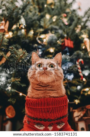 Red cat with big eyes in a red festive sweater sits near a tree and poses for the photographer. Waiting for a miracle. The image can be used as a postcard, on a t-shirt, as a cover for a book and more