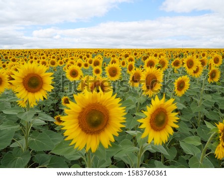 Sunflower field photo nature flower