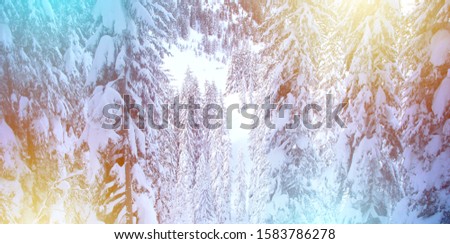 Winter Sparkle Background with Pine Trees and Snow