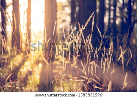 Forest scenery with golden sunset. Some hay in the focus of the picture.