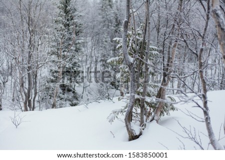 Trees under snow, winter park at Nord, Hibiny, Kirovsk