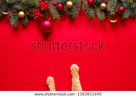 Paw of a red cat and a red Christmas glass ball under the New Year's branches of spruce on a red background, top view. Christmas card