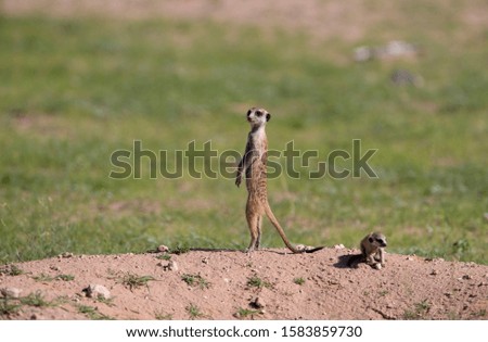 Suricate (Suricata suricatta), Kgalagadi Transfrontier Park, Kalahari desert, South Africa/Botswana