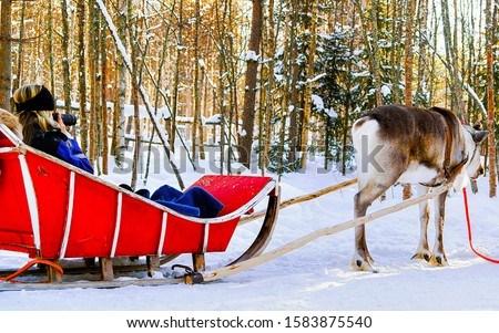 Woman on Reindeer sleigh in Finland in Rovaniemi at Lapland farm. Lady on Christmas sledge at winter sled ride safari with snow Finnish Arctic north pole. Fun with Norway Saami animals