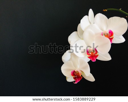 Orchids on black background. close up