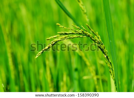 The closeup image of the ear of rice