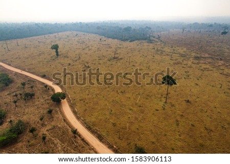 Pasture areas derived from illegal deforestation near the Menkragnoti Indigenous Land. Pará - Brazil Royalty-Free Stock Photo #1583906113