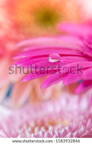Gerbera flower macro closeup shot