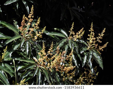 Mango tree canopy detail, leaves and flowers
