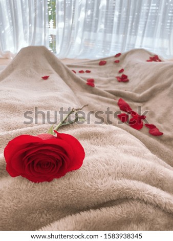 Red rose on the blanket. Selective focus.