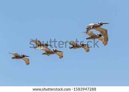 Brown Pelicans flying in formation Royalty-Free Stock Photo #1583947288