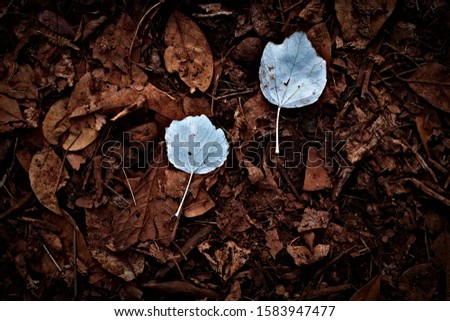 Two fallen leaves in autumn, dry fallen leaves in the background.
