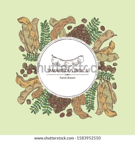 Background with tamarindus indica: plant and tamarindus seeds. Vector hand drawn illustration. Royalty-Free Stock Photo #1583952550
