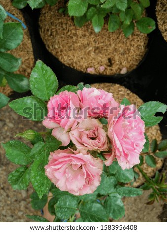 A very cute and beautiful little pink rose is a new rose vaerietas