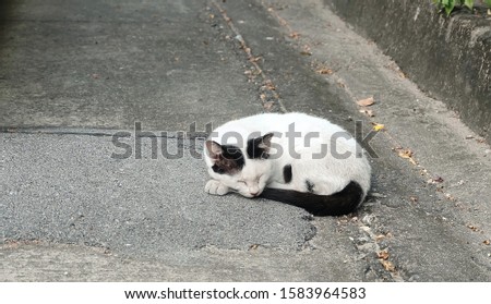 white black cat or tiny kitten nap on road in afternoon in winter after eat pet snack. sleeping cat with street background is adorable animal picture. fluffy lovely kitten fall asleep as take break. 