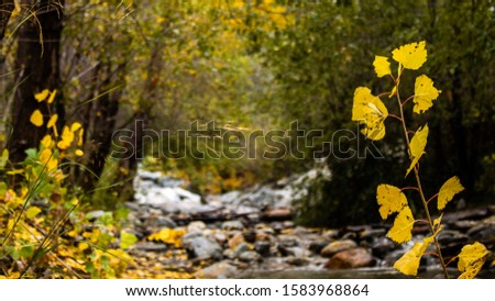 Yellow leaves and river on the mountain