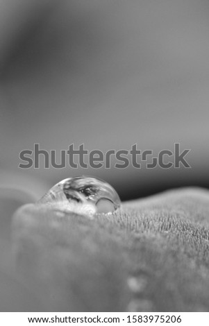 macro photography black and white water drop on top of the leaf