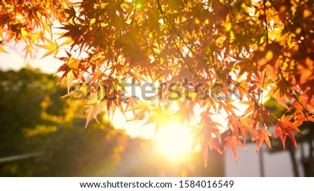 Soft focus of maple leaves in fall color with lens flare, abstract concept and nature idea