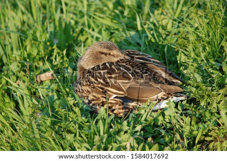 the duck with its beak sleeping on the green grass feathers