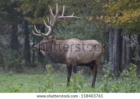 Bull Elk - Photograph taken during the rut in Elk County, Elk State Forest, Benezette, Pennsylvania